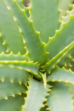 Aloe yapraklar