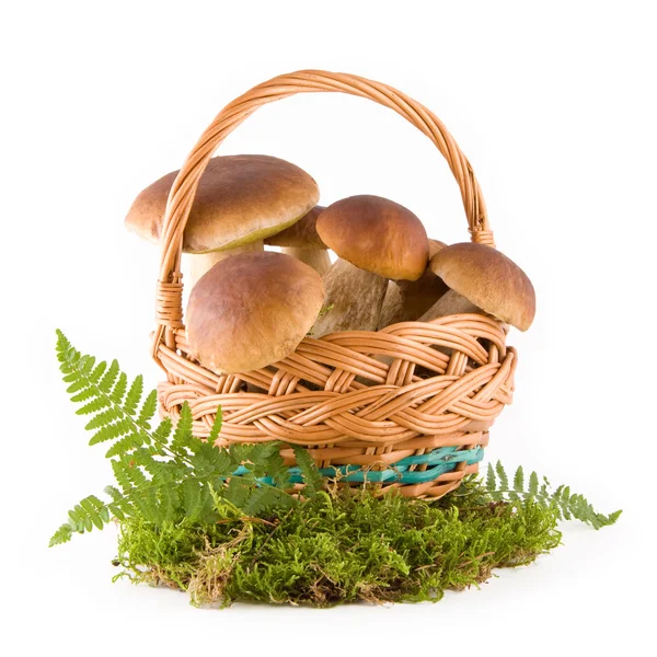 Mushrooms in a basket — Stock Photo, Image