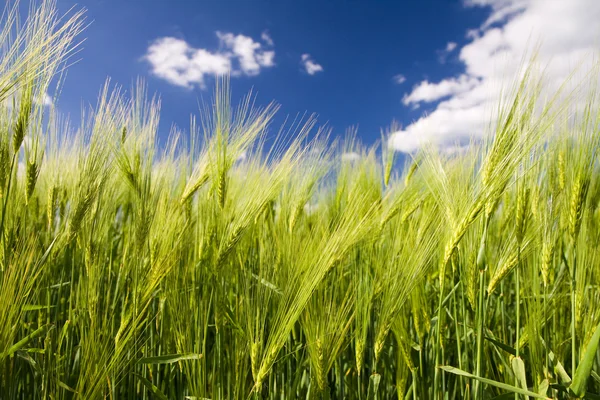 Colture e cielo — Foto Stock