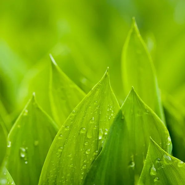 Wet leafs of lilies — Stock Photo, Image