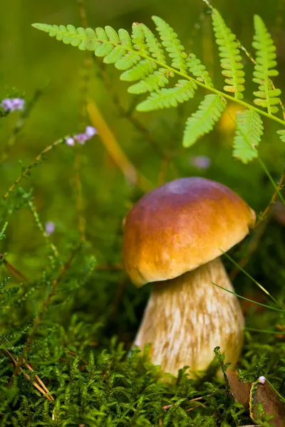 Primer plano de la naturaleza — Foto de Stock