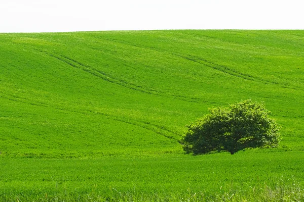 Campo verde — Fotografia de Stock