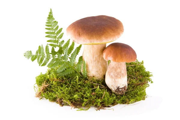 Funghi con muschio — Foto Stock