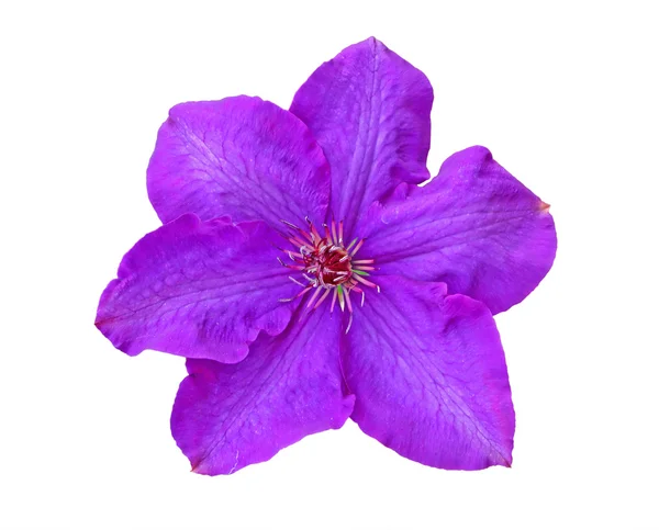 Flor de Clematis —  Fotos de Stock