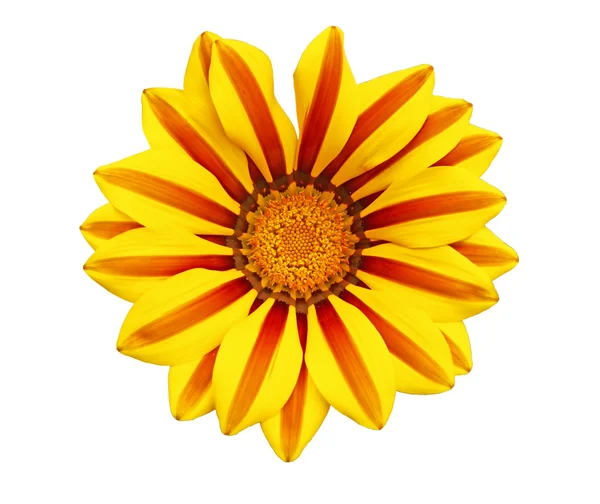 Gazania — Foto de Stock