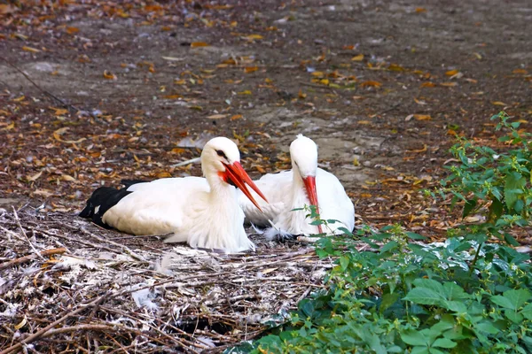 Two Storks — ストック写真