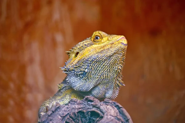 Central bearded dragon — Stock Photo, Image