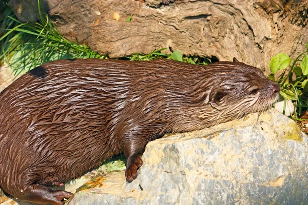 Otter Bercakar Kecil Oriental — Stok Foto