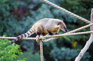 Güney Amerika coati