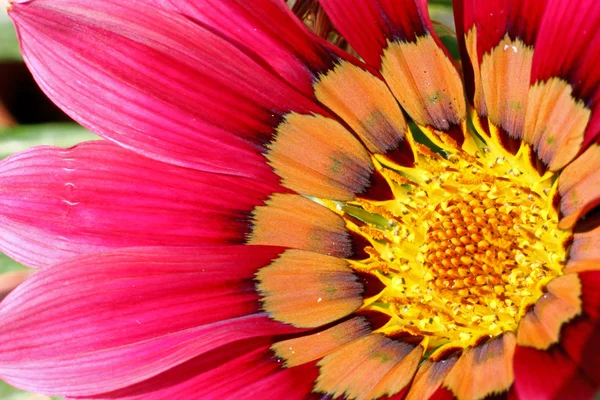 Gazania — Stockfoto