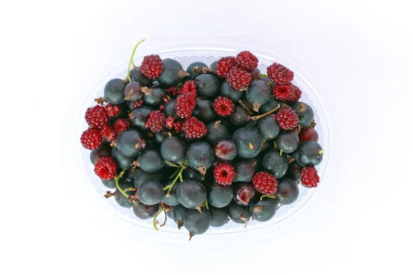 Fruit of Jostaberry — Stock Photo, Image