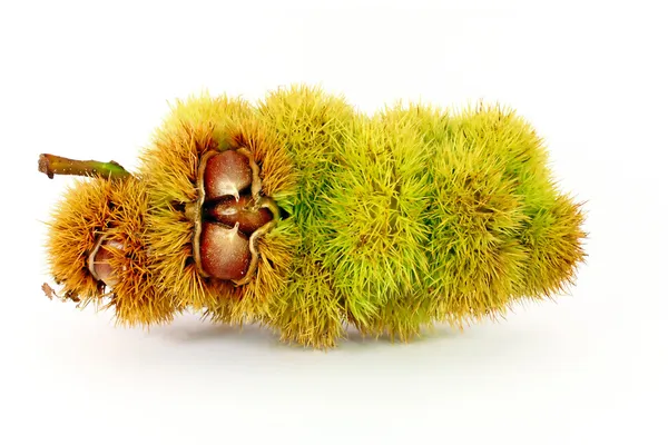 Chestnuts inside husk — Stock Photo, Image