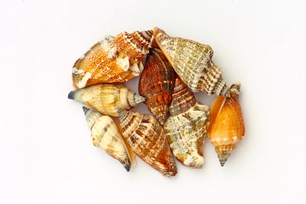 Shells — Stock Photo, Image