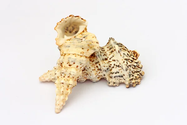 Seashells — Stock Photo, Image