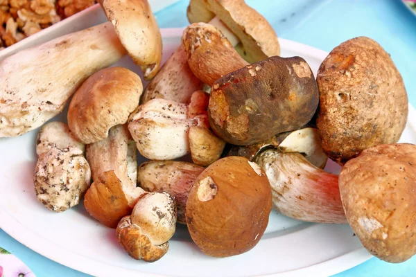 Mushroom boletus — Stock Photo, Image