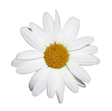 Shasta daisy çiçek