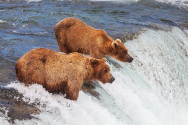 Alaska ayı