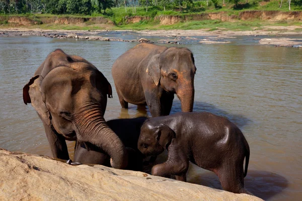 Sri lanka fil — Stok fotoğraf