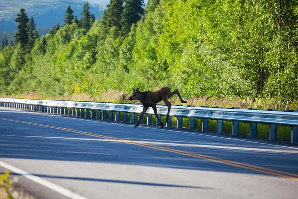 Moose op de weg — Stockfoto