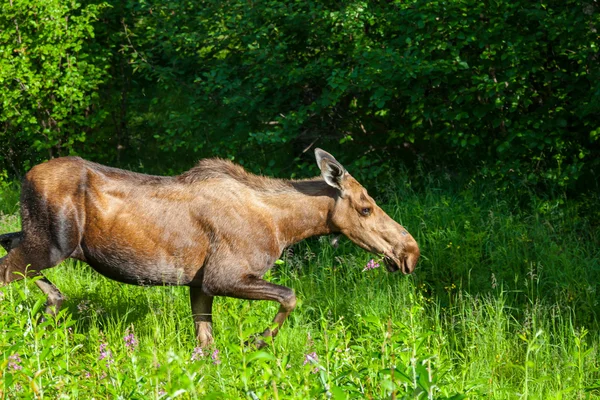 Moose in bos — Stockfoto