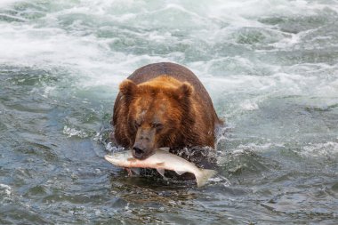 Alaska ayı