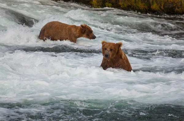 Медведь на Аляске — стоковое фото