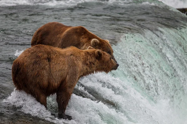 Urso no Alasca — Fotografia de Stock