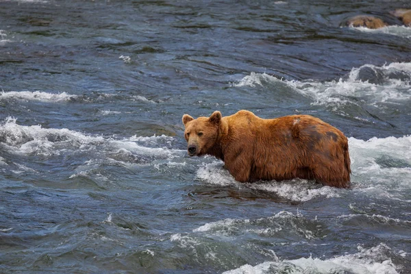 Bear on Alaska Royalty Free Stock Photos