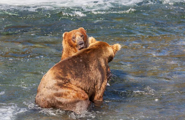 Bear on Alaska — Stock Photo, Image
