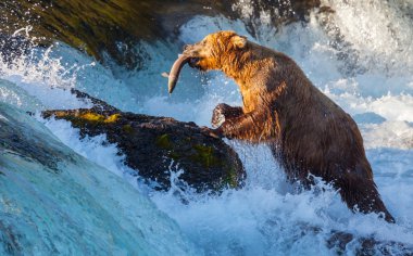 Bear on Alaska clipart