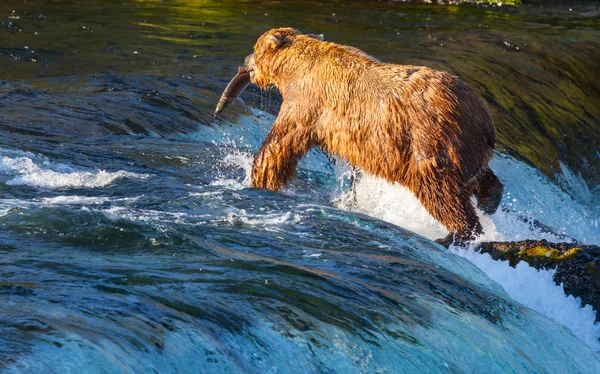 Медведь на Аляске — стоковое фото