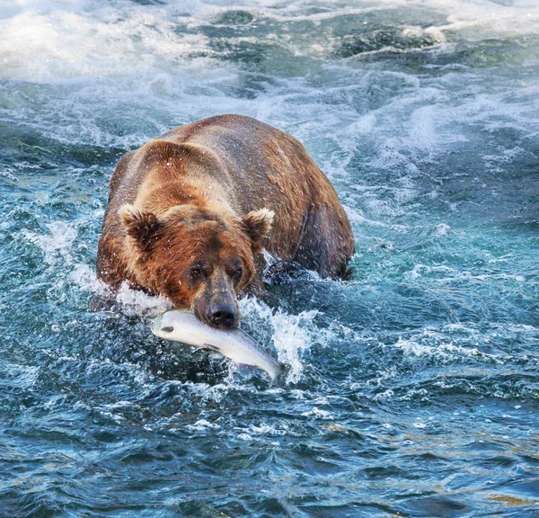 Medvěd na Aljašce — Stock fotografie