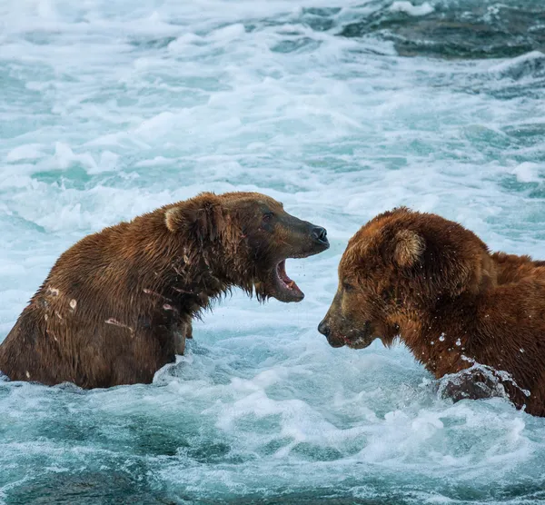 Oso en Alaska — Foto de Stock