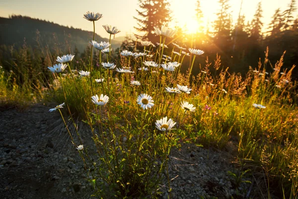 Äng — Stockfoto