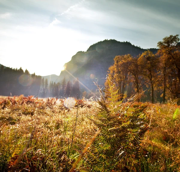 Herfst in yosemite — Stockfoto