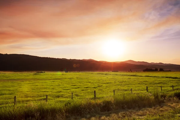 Field on sunset — Stock Photo, Image