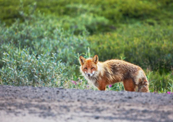 Fuchs auf der Natur — Stockfoto