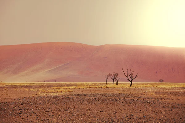 Namib — стокове фото