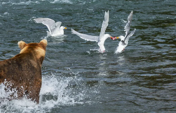 Bear on Alaska — Stock Photo, Image