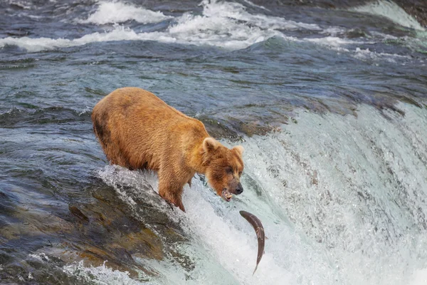 アラスカをクマします。 — ストック写真