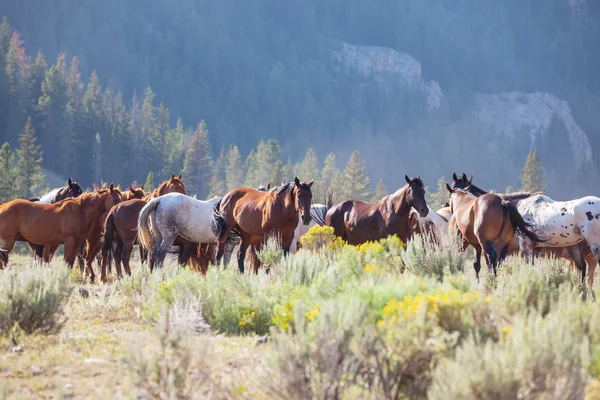 Wild horses — Stock Photo, Image