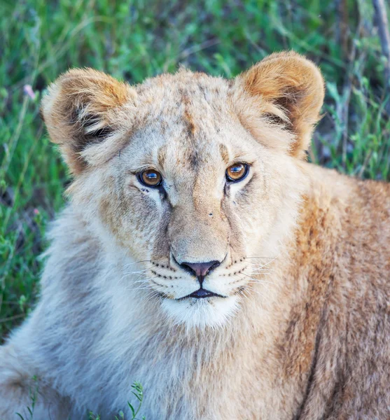 Doğada aslan — Stok fotoğraf