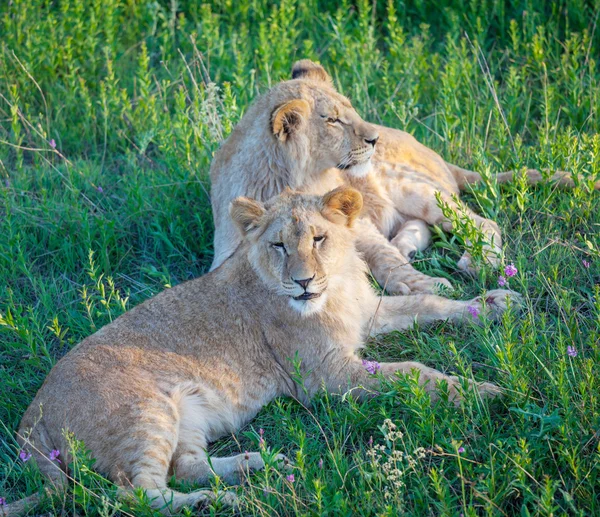 Lion i naturen — Stockfoto