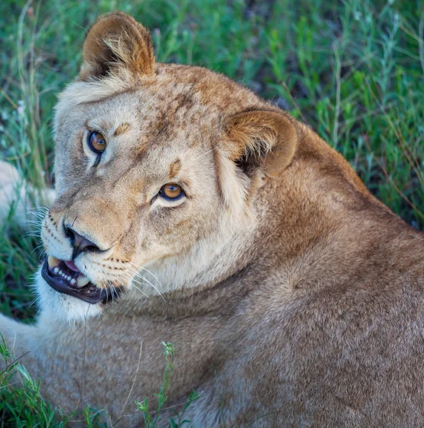 Doğada aslan — Stok fotoğraf