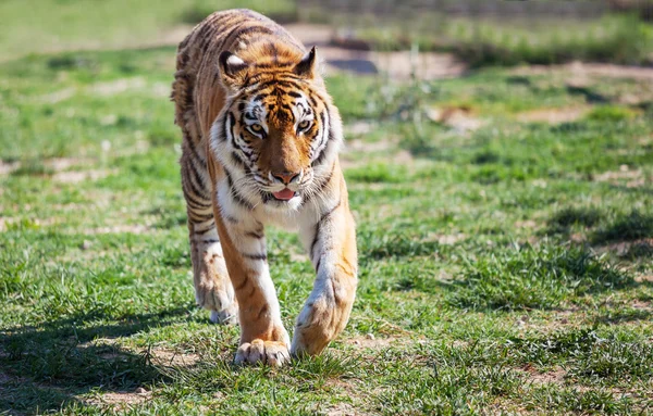 Tijger op aard — Stockfoto