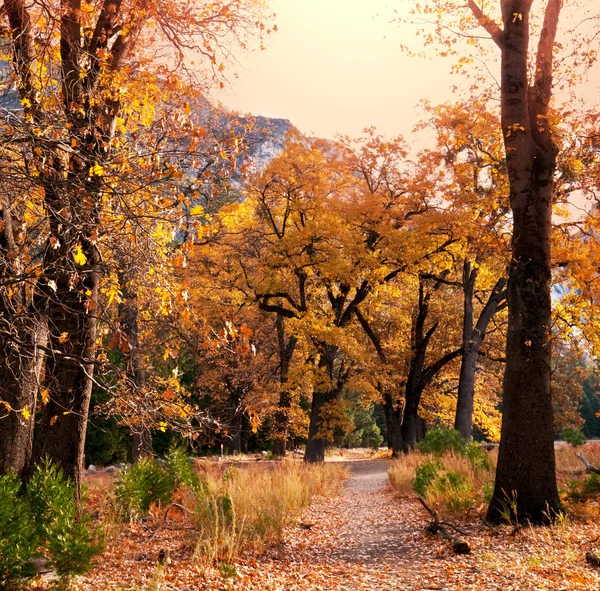 Autumn alley — Stok fotoğraf