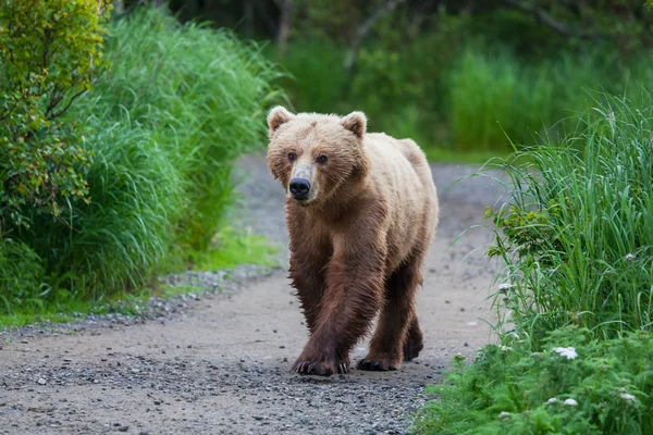 Urso no Alasca — Fotografia de Stock