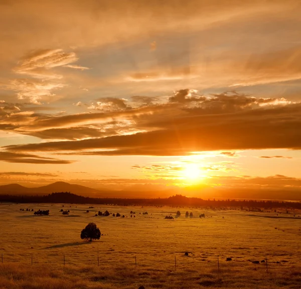 Field on sunset — Stock Photo, Image