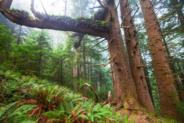 Fog in forest — Stock Photo, Image