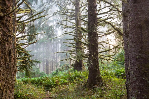 Fog in forest — Stock Photo, Image